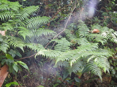 Lophosoria quadripinnata