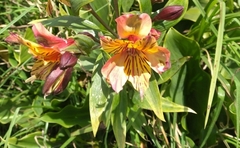 Alstroemeria aurea