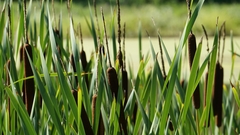 Typha latifolia