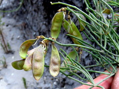 Lebeckia