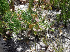 Lebeckia