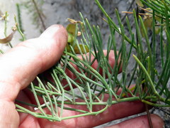 Lebeckia