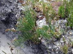 Lebeckia