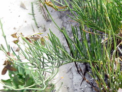 Lebeckia