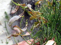Lebeckia