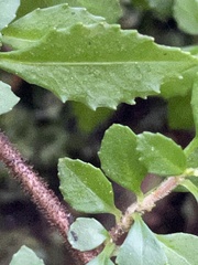 Fuchsia × bacillaris