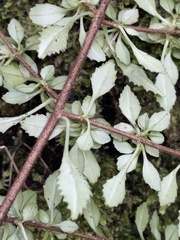 Fuchsia × bacillaris