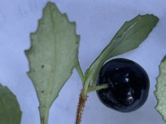 Fuchsia × bacillaris