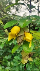 Gmelina philippensis