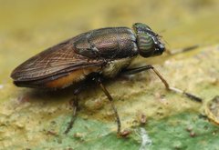 Idiella euidielloides