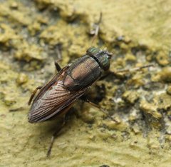 Idiella euidielloides