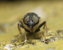 Idiella euidielloides