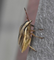 Aelia americana