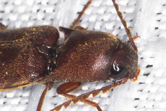 Diplostethus opacicollis