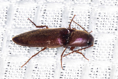Diplostethus opacicollis