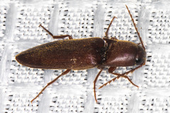 Diplostethus opacicollis