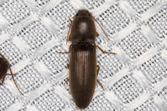 Conoderus parallelus