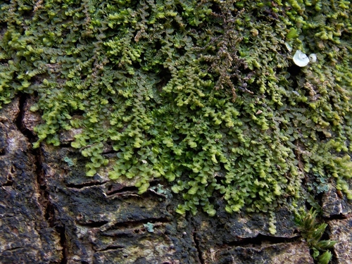 Dilated Scalewort