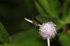 Charagochilus angusticollis