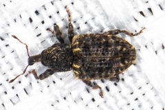 Conotrachelus compositus