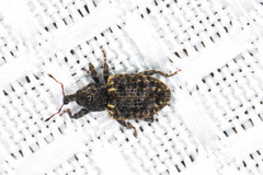 Conotrachelus compositus
