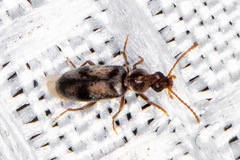 Notoxus calcaratus