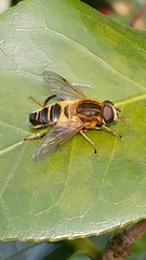 Helophilus eristaloidea