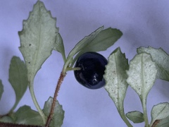 Fuchsia × bacillaris