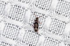 Notoxus calcaratus