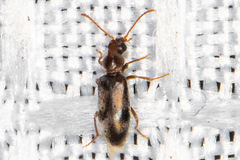 Notoxus calcaratus