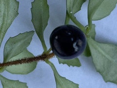 Fuchsia × bacillaris