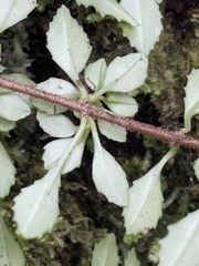 Fuchsia × bacillaris