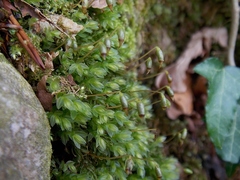 Mnium marginatum