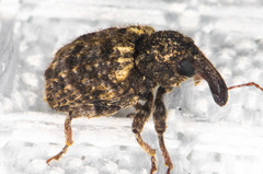 Conotrachelus compositus