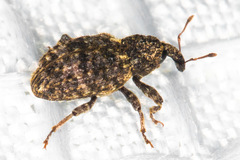 Conotrachelus compositus