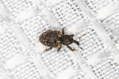 Conotrachelus compositus