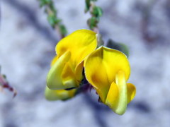 Aspalathus divaricata divaricata