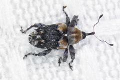 Lignyodes baboquivariensis