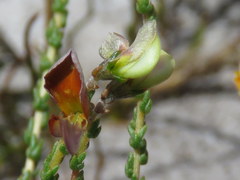 Aspalathus divaricata divaricata