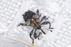 Lignyodes baboquivariensis