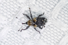 Lignyodes baboquivariensis