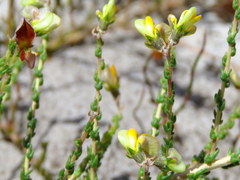 Aspalathus divaricata divaricata