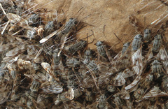 Athericidae