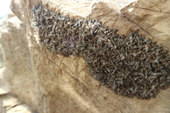 Athericidae