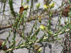 Aspalathus divaricata divaricata