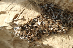 Athericidae