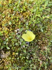 Papaver radicatum