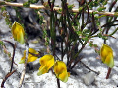 Aspalathus divaricata divaricata