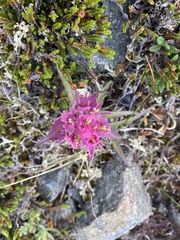 Castilleja raupii
