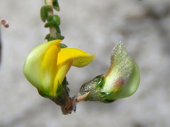 Aspalathus divaricata divaricata